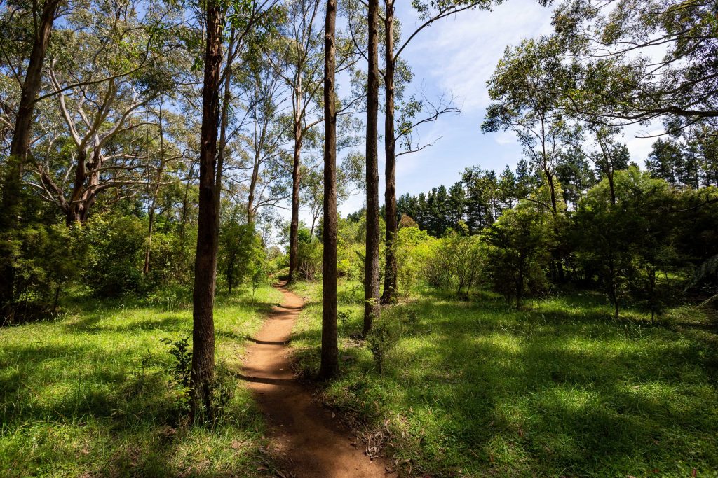 Bushwalking track on the Treetop Walk