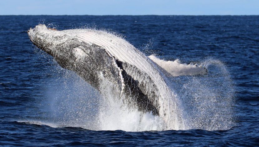 Whale Watching