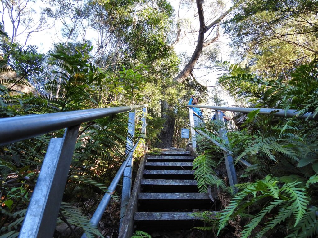 Group Bushwalk - Mt Keira