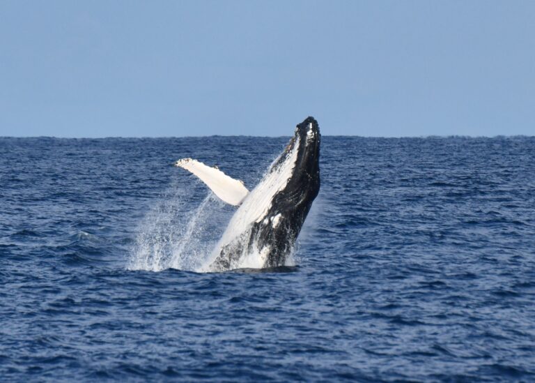 Jervis Bay Wild Whales