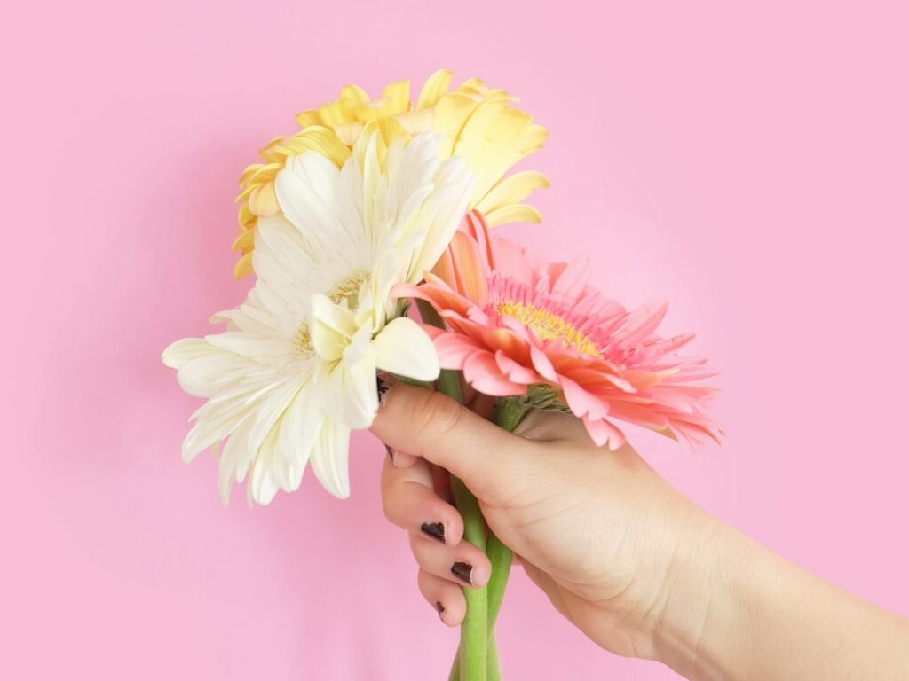 person holding white and pink flowers