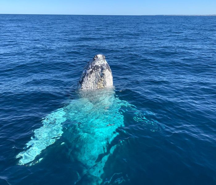 464923370_565653806219861_3756508658277552681_n