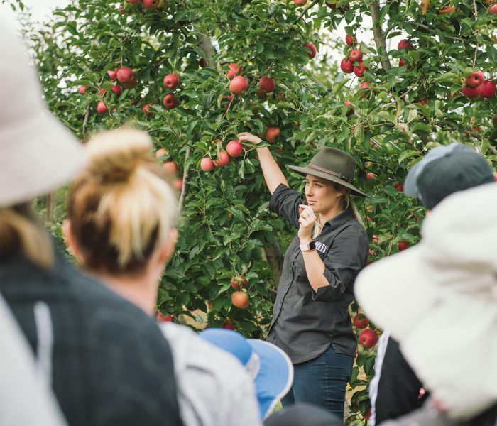 Fruit Picking Demo Glenbernie Orchard Darkes Forest