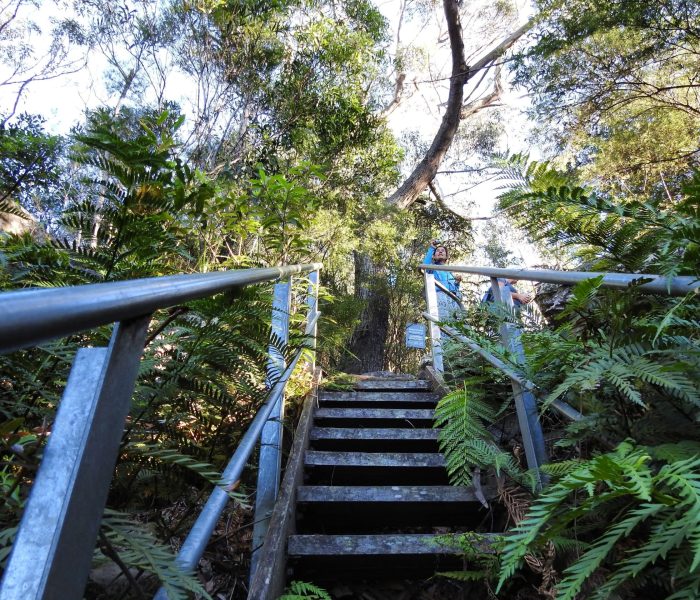 Group Bushwalk - Mt Keira